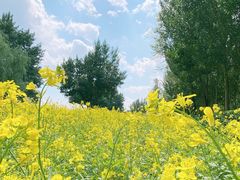 -长白岛森林公园