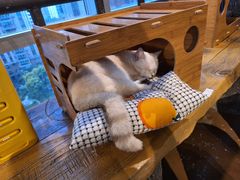 -猫猫幼稚园·撸猫·桌游·电玩