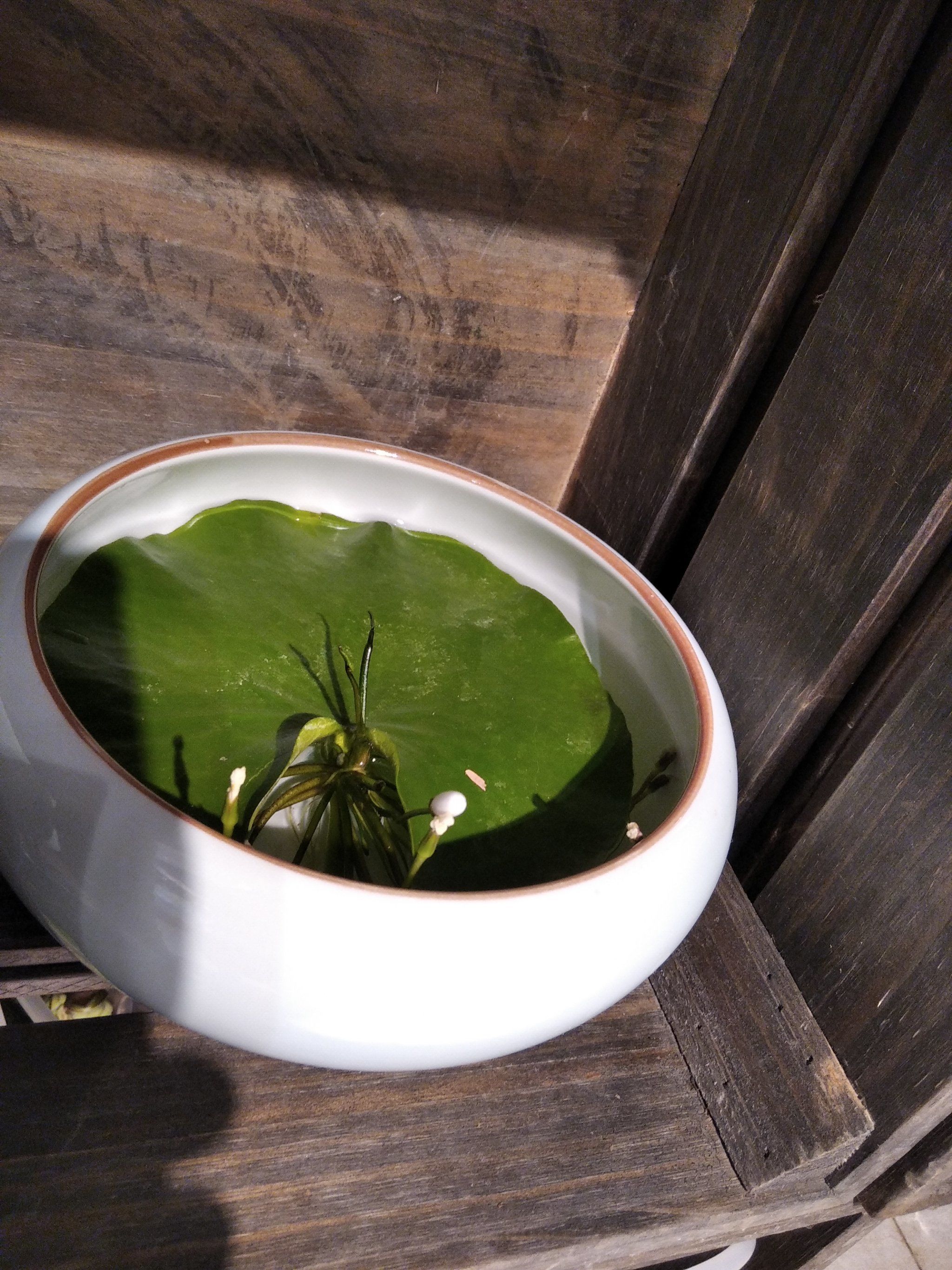 每天认识一种植物