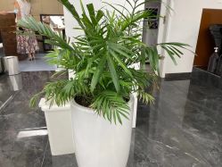 -查克拉造型