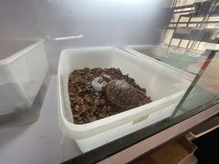 -灵龟之家百象馆(百象馆联合旗舰店)