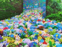 -上海共青森林公园