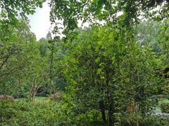 -徐家汇源景区-衡山公园