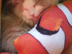 -猫猫幼稚园·撸猫·桌游·电玩