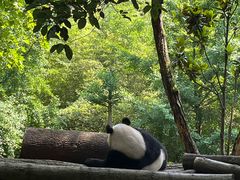 -都江堰中华大熊猫苑