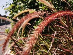 -演武大桥观景平台