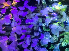 -华夏文旅海洋公园