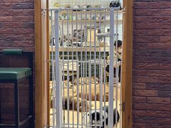 -是阿柴呀！柴犬咖啡·爱喵喵猫咖