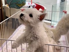 -翊宠yipet猫狗购宠庄园