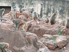 -昆明动物园