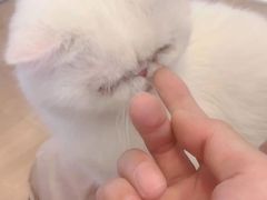 -MOYOYO猫咪咖啡店