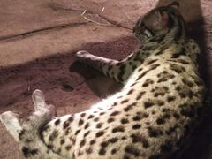 -清迈夜间动物园