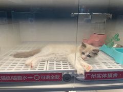 -lincat·猫舍(广州店)