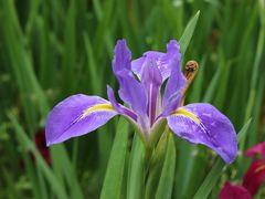 -洋湖国家湿地公园