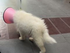 -联合动物医院(光谷诊疗中心)