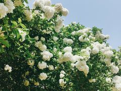-上海滨江森林公园