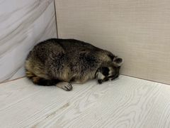 -浣熊柯尔鸭土拨鼠·电玩咖