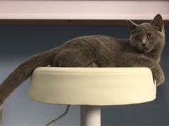 iphone_upload_pic-喵的天空名猫咖啡馆·撸猫·猫舍·用品