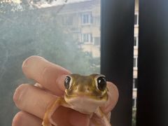 -酷以爬仙阁实体爬宠店·守宫·蜥蜴·专业繁育