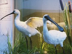 -漩门湾国家湿地公园