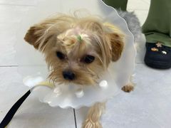 -达爱动物医院·犬猫分区·CT·复杂眼科(远洋山水分院)