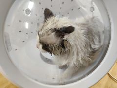 -喵百万·布偶·蓝金金渐层英短·猫舍(百子湾店)