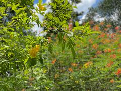 -中国科学院西双版纳热带植物园