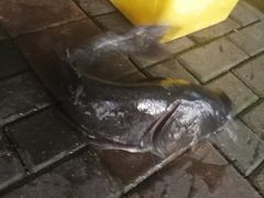 -全乐鱼馆·淳牌有机鱼直营店