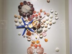 -青岛贝壳博物馆