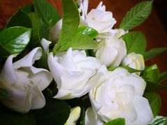 -三圣花乡旅游区