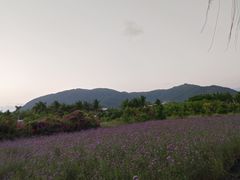 -亚龙湾国际玫瑰谷
