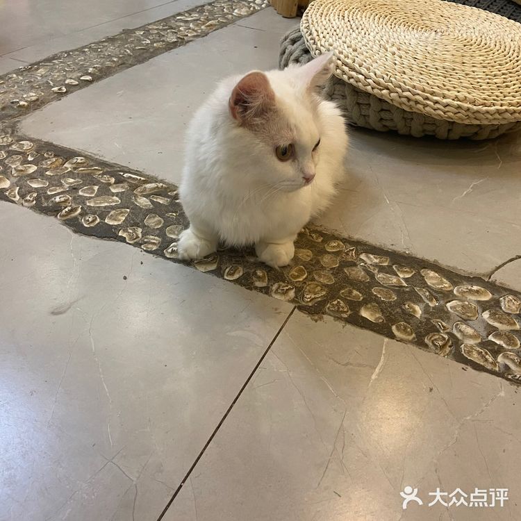 猫咖