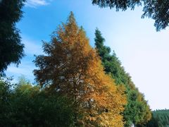 -山王坪喀斯特国家生态公园