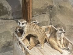 -绿色星球动物主题公园