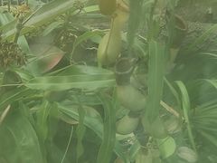 -北京植物园-展览温室