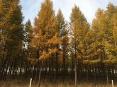 -塞罕坝国家级自然保护区