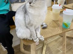 -李小姐の猫咖啡馆(五角场店)