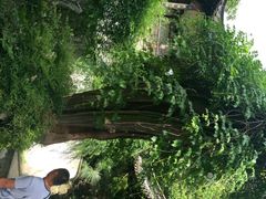 -盆景园(扬州大运河文化旅游度假区)