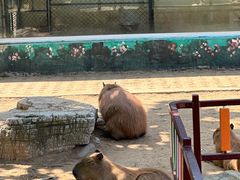 -西霞口神雕山野生动物世界