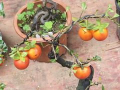 -桂林市花鸟市场