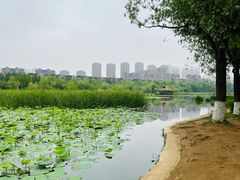 -前关湿地公园