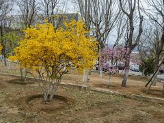 -山东农业大学(岱宗校区)