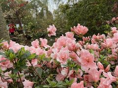 -南山植物园