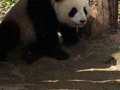 -都江堰中华大熊猫苑