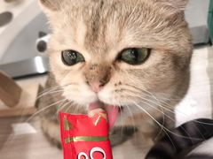 -飞行喵MR PILOT|猫舍·猫咖(静安大融城店)