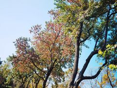 -东湖落雁景区