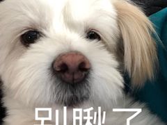 -茶颜悦色(岳麓山顶店)