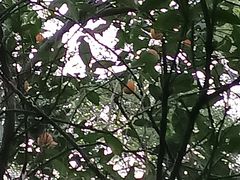 -金鸡山公园
