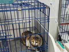 -可蒙动物医院·猫科·骨科中心(首义路店)