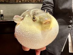 气鼓鼓的河豚-永安鱼庄·镇江菜(东吴路店)